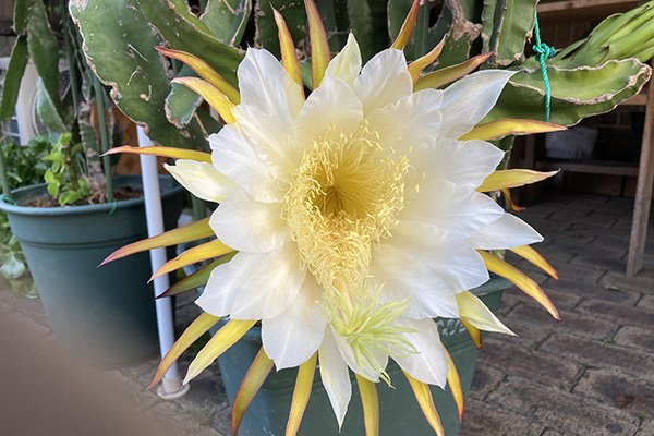 翌日も別のドラゴンフルーツの花