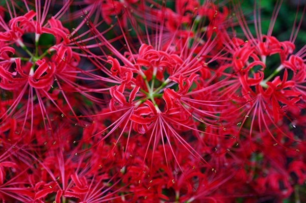 寒暖差があると開花する彼岸花