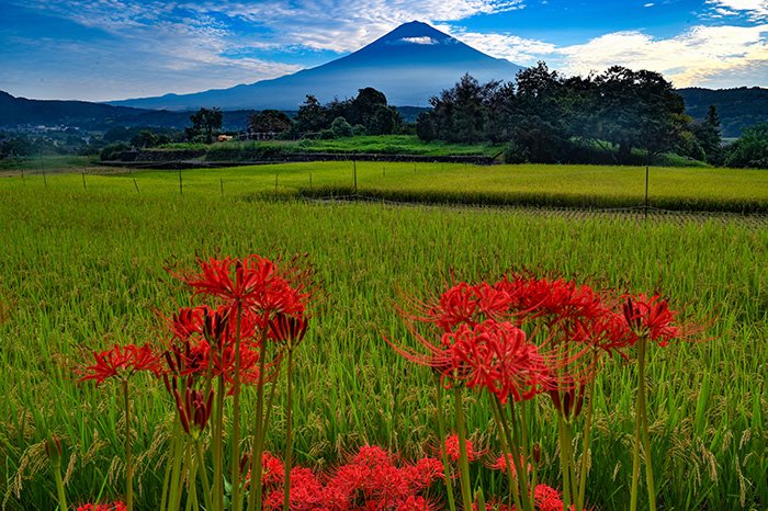 秋の田の風景