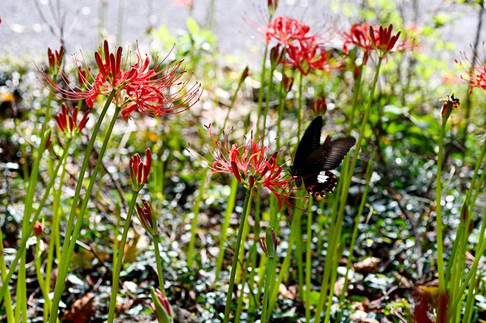 吸蜜するモンキアゲハ