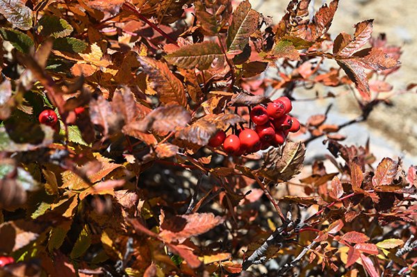 ナナカマドの紅葉