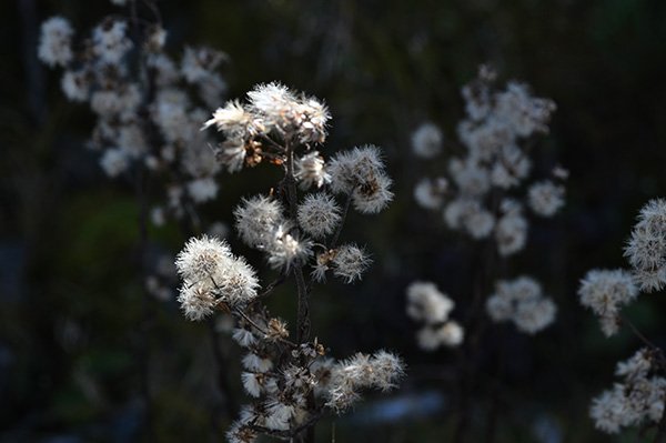 カスミソウの綿毛