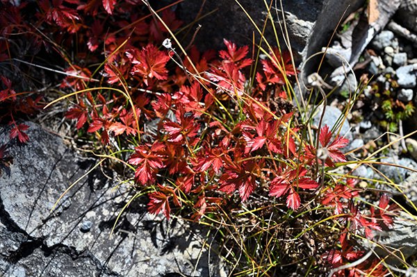 チングルマの紅葉