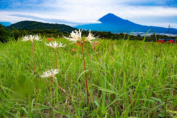 白い彼岸花と富士山