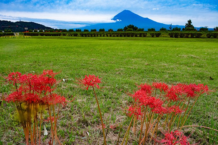 赤い彼岸花を富士山