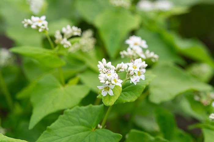 蕎麦の花