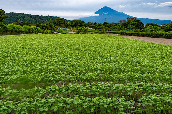 蕎麦畑と富士山