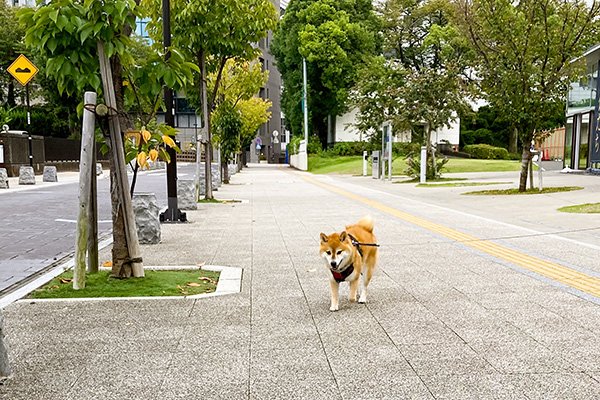 柴犬はっぴーちゃん５歳はツンデレ