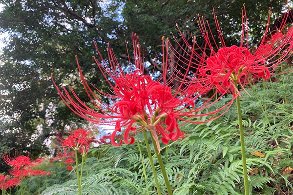 教育会館の外堀のヒガンバナ