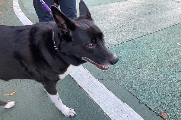 キセキちゃんの姉貴分、リンちゃん