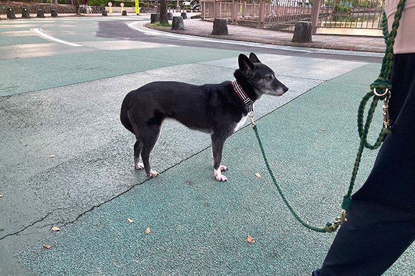 保護犬、キセキちゃん