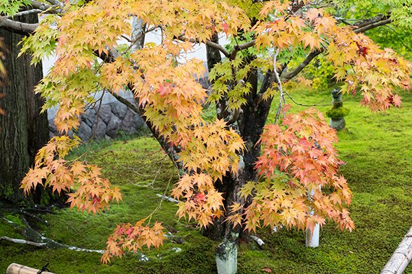 楓の紅葉始まりました