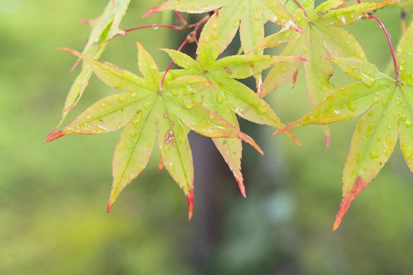 しずくをたたえる