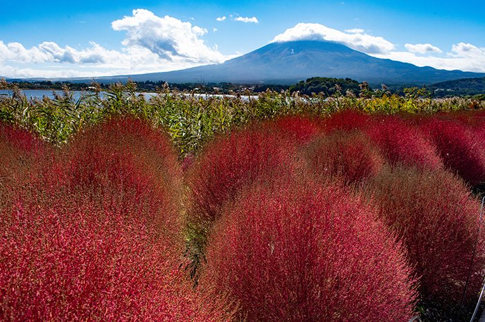 コキアの赤、傘雲富士