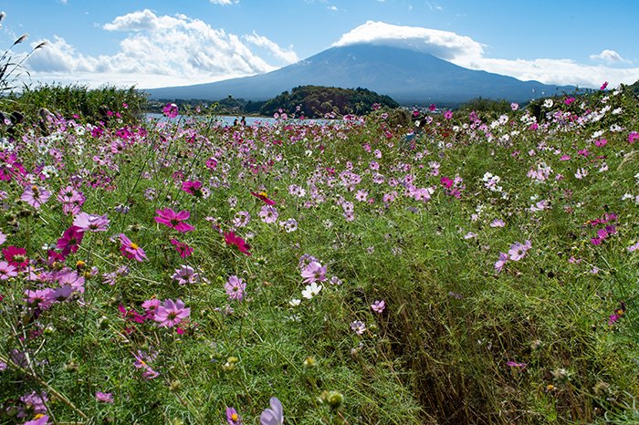 コスモス畑から
