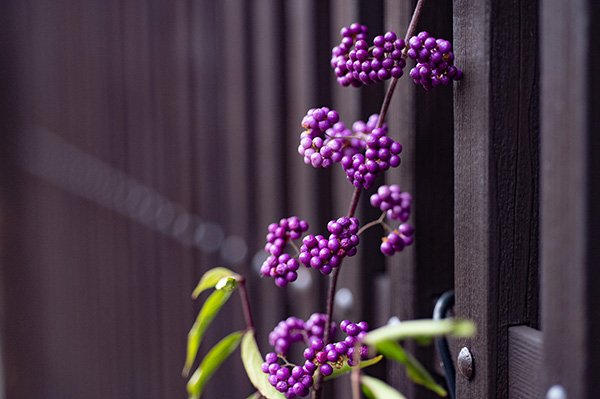 格子窓と紫式部