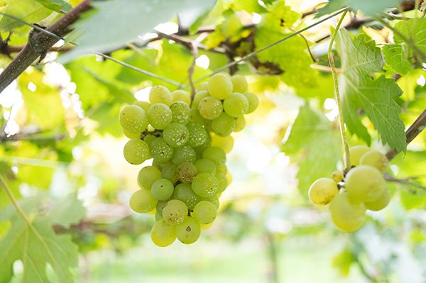 農園の残りぶどう