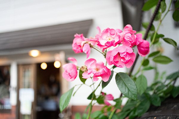 ワイナリとバラ