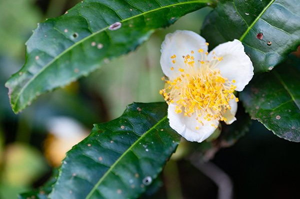 お茶の花
