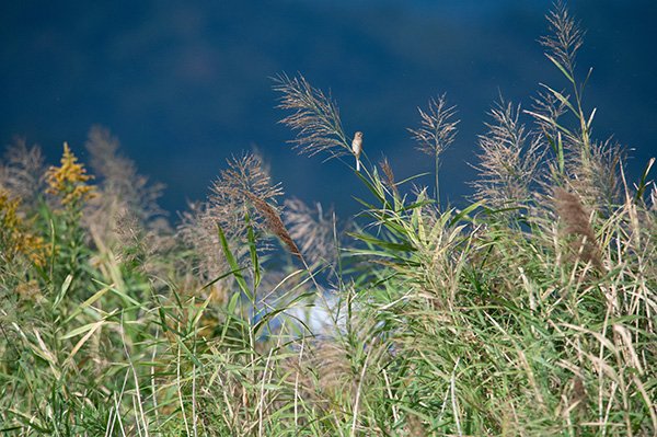 この日の収穫はベニマシコ♀でした