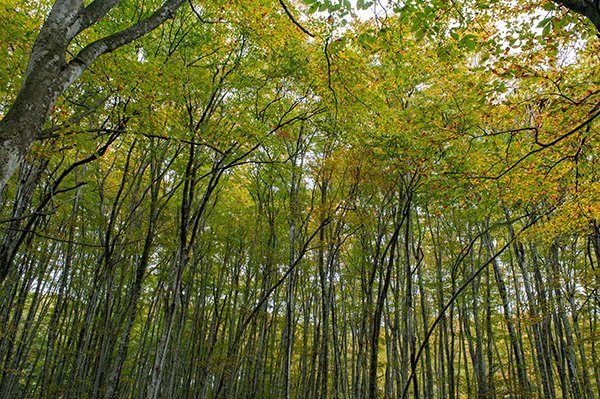 ブナリンの黄葉