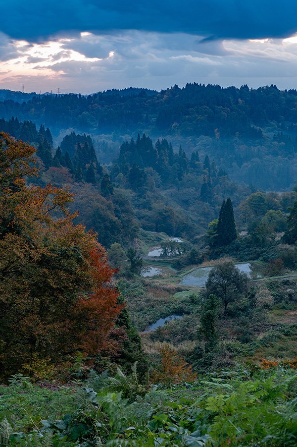 紅葉する棚田