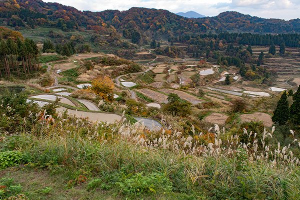 星峠の棚田