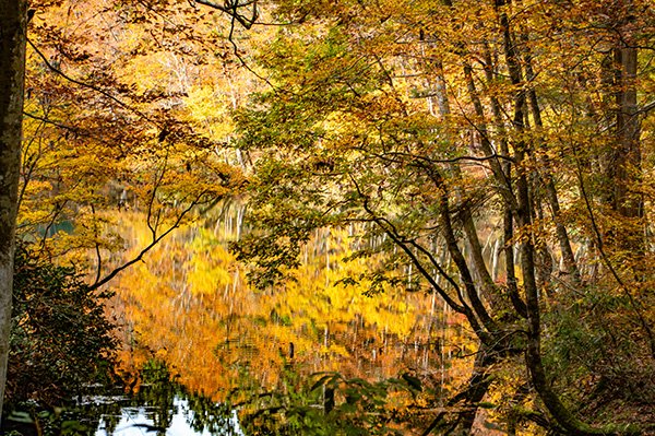 黄金色に染まる