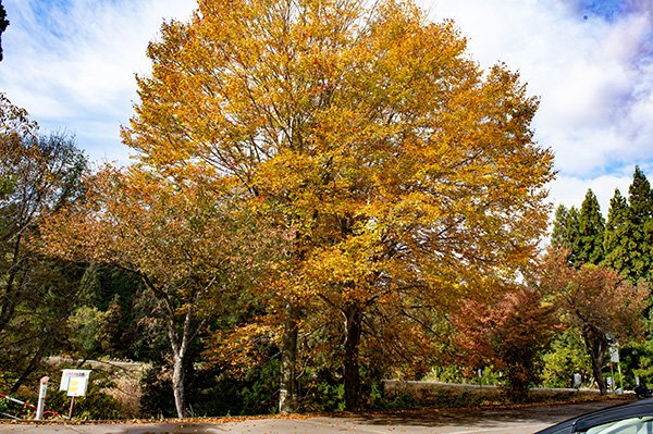駐車場にピットイン