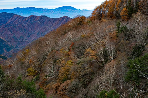 ダケカンバのデザイン