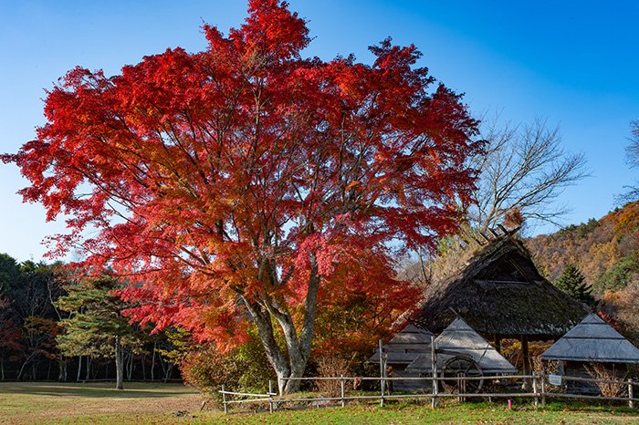 西湖野鳥の森公園