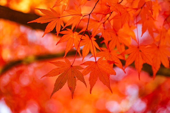 紅葉