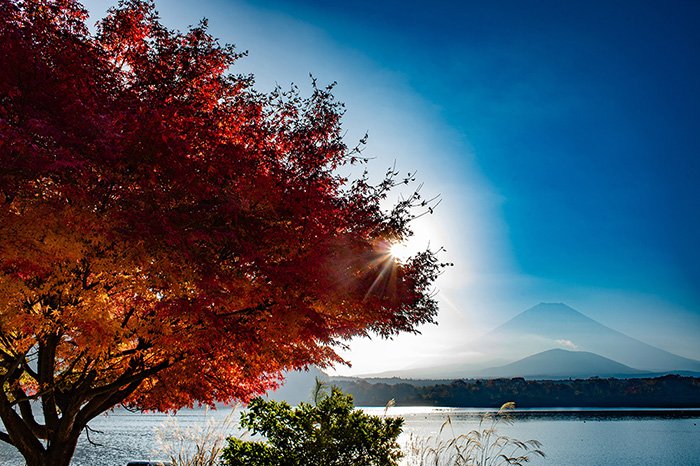 精進湖の晩秋を彩る