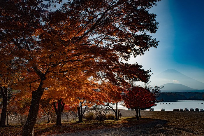 湖畔の楓は終盤でした