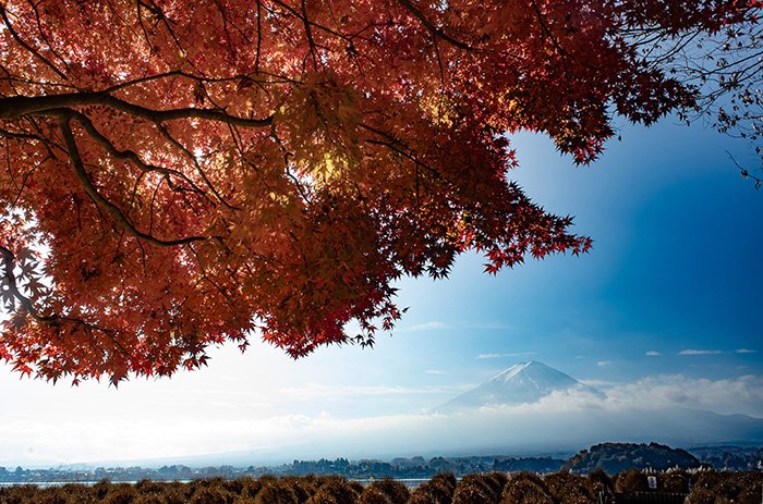 大石公園からの紅葉富士
