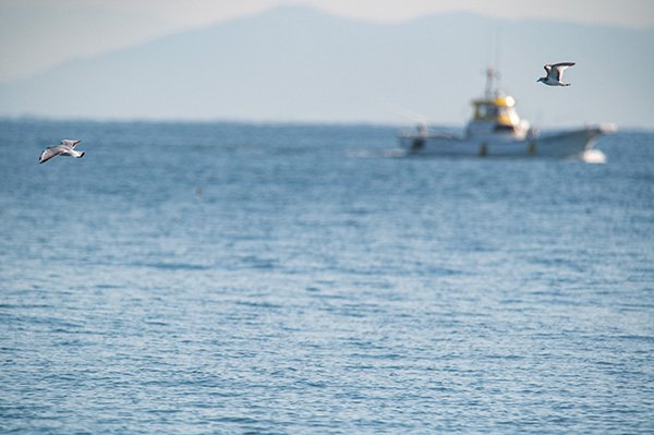 釣り船とクビワカモメ