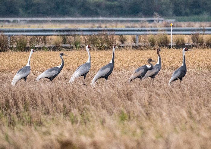 ナベヅルの家族