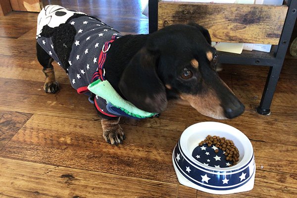 かわいいダックスフンドにであいました