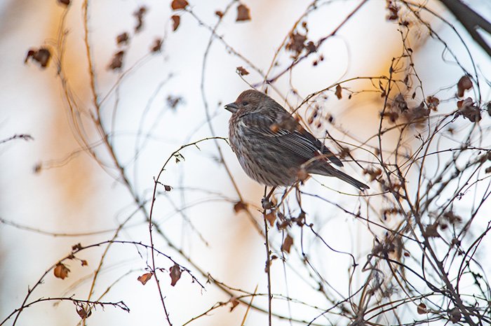 オオマシコ、多分♀