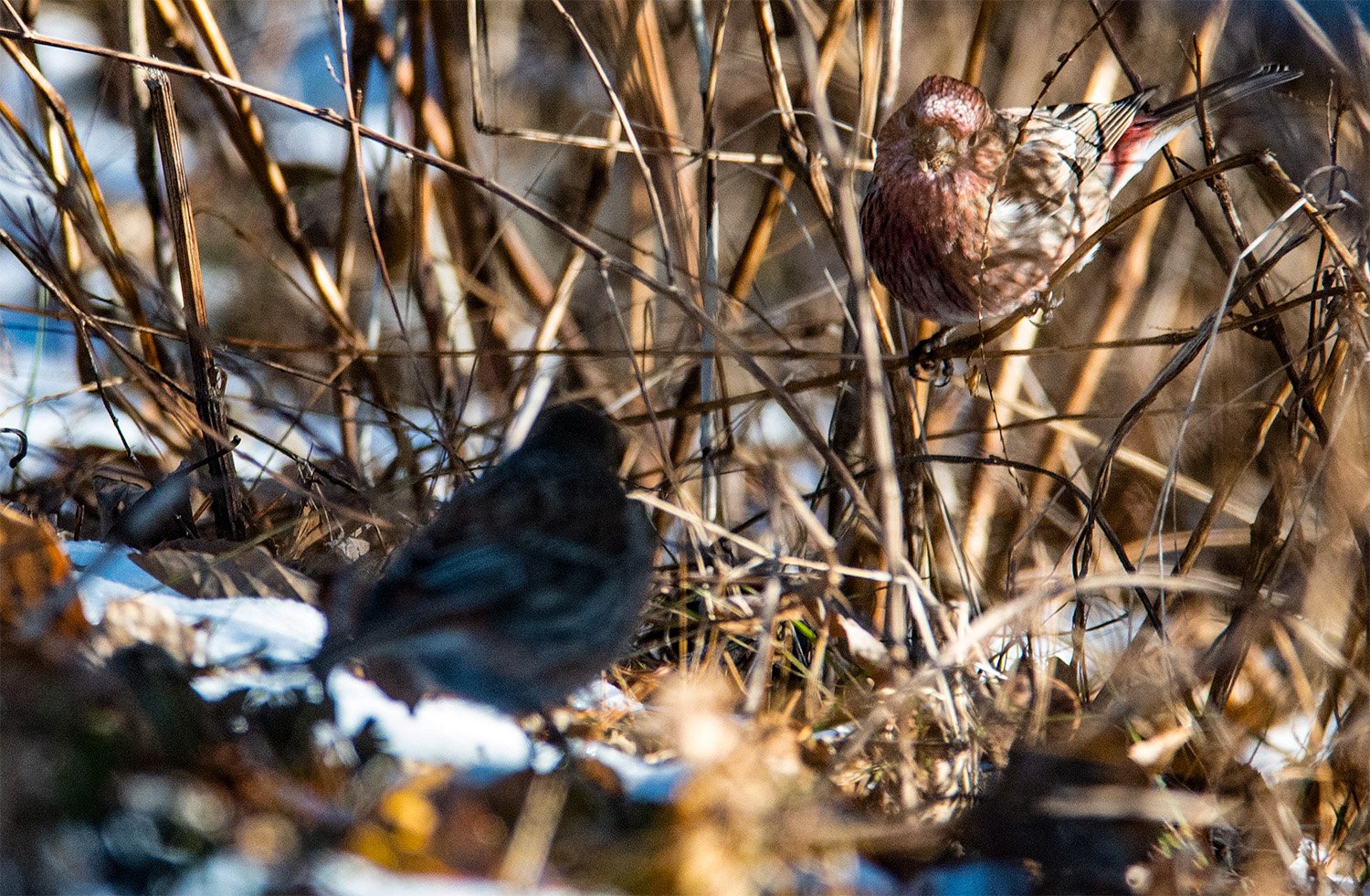 ベニマシコのつがい