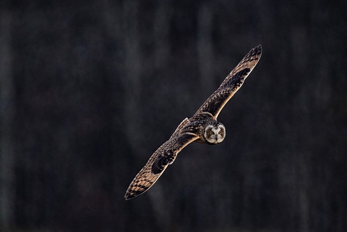 コミミズクの旋回