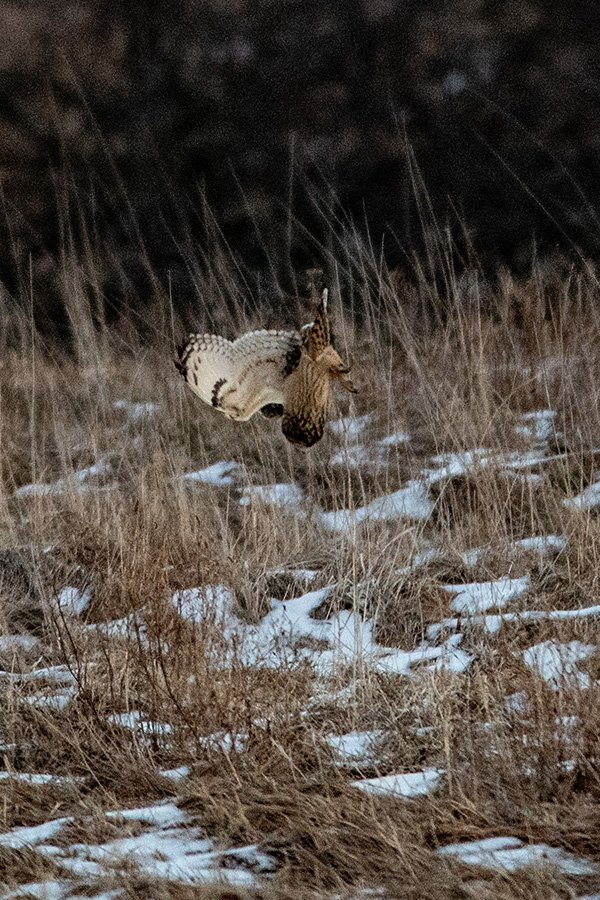 獲物を見つけて急降下