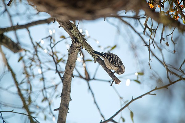 コゲラを撮影して帰ることにする