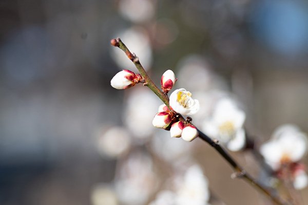 白梅が咲き始めました。