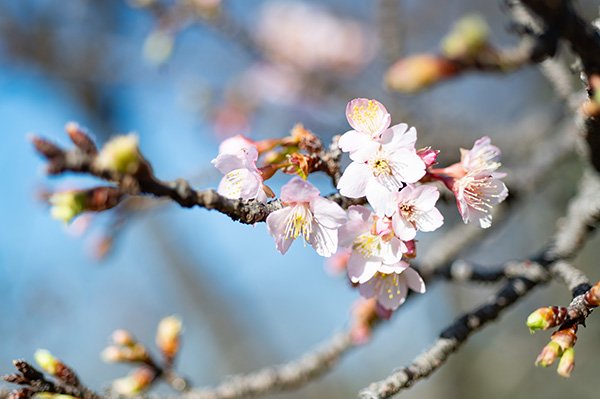 歴史博物館のエントランスの桜