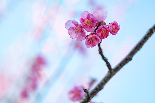駿府城公園内の桜