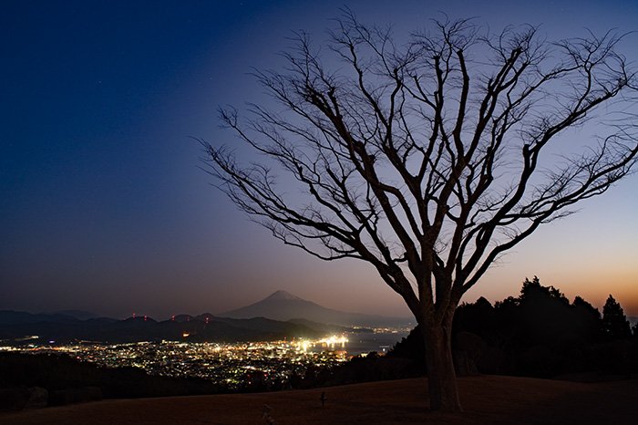 冬木立と清水港夜景