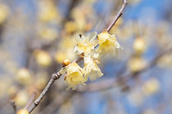 食後に蝋梅を見る