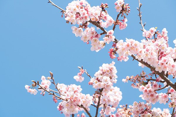 日本平ホテルの桜