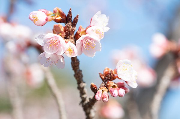 日本平運動公園の土肥櫻